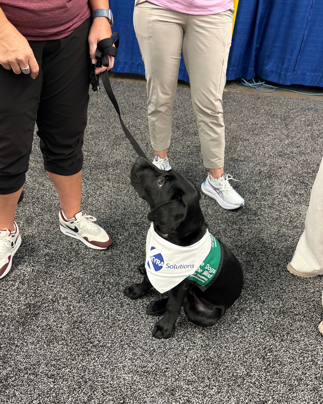 A service dog in training on the CLEAR conference exhibit floor