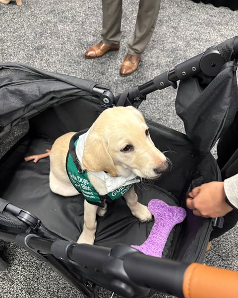 A puppy in a service dog vest at the CLEAR conference